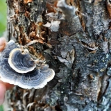 Kako se riješiti gljiva na stablu jabuke